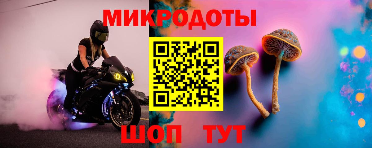 Черняховск  Псилоцибиновые грибы Psilocybe  Вход с VPN 
